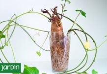Transforma tu batata en un jardín: Cultivo sencillo desde la cocina