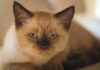 El Gato Burmés: El Rey de la Longevidad Feline