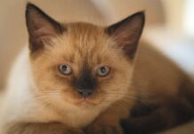 El Gato Burmés: El Rey de la Longevidad Feline