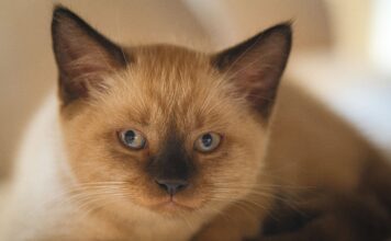 El Gato Burmés: El Rey de la Longevidad Feline