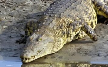 Gustave: El Cocodrilo Legendario que Asoló África y Desapareció en el Misterio