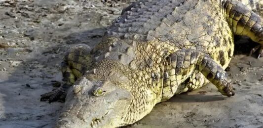 Gustave: El Cocodrilo Legendario que Asoló África y Desapareció en el Misterio