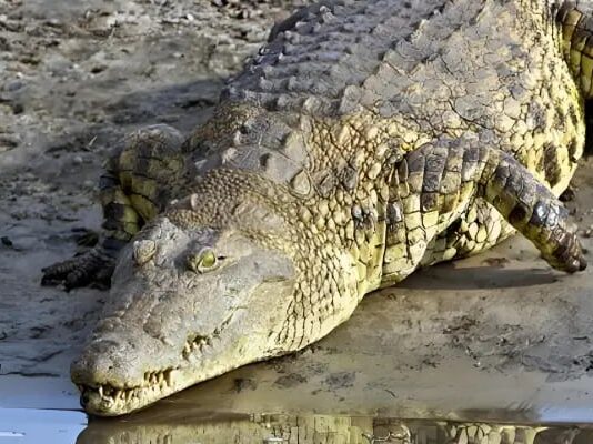 Gustave: El Cocodrilo Legendario que Asoló África y Desapareció en el Misterio