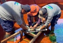 El Pez Fósil que Renace: Un Hito en la Conservación en Guatemala