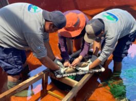El Pez Fósil que Renace: Un Hito en la Conservación en Guatemala