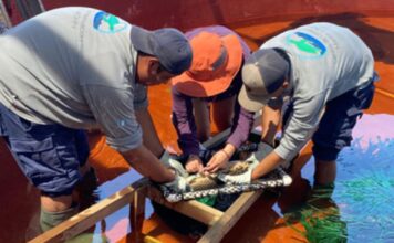El Pez Fósil que Renace: Un Hito en la Conservación en Guatemala