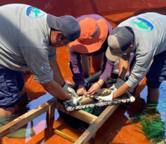 El Pez Fósil que Renace: Un Hito en la Conservación en Guatemala