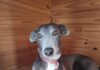 Rescatan a galga en trabajo de parto: un llamado a la conciencia sobre el maltrato animal