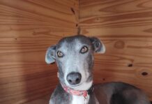 Rescatan a galga en trabajo de parto: un llamado a la conciencia sobre el maltrato animal