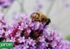 ¿Aliadas o enemigas? La verdad sobre las plantas espontáneas en tu jardín