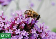 ¿Aliadas o enemigas? La verdad sobre las plantas espontáneas en tu jardín