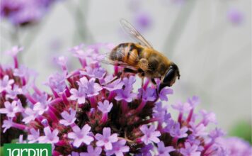 ¿Aliadas o enemigas? La verdad sobre las plantas espontáneas en tu jardín