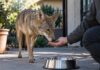 Vecino de Los Ángeles podría enfrentar cargos por alimentar a un coyote que mordió a un niño