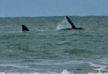Un Encuentro Inesperado: Ballena Franca Austral Sorprende en las Playas de Cariló