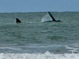 Un Encuentro Inesperado: Ballena Franca Austral Sorprende en las Playas de Cariló