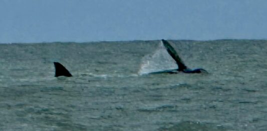 Un Encuentro Inesperado: Ballena Franca Austral Sorprende en las Playas de Cariló