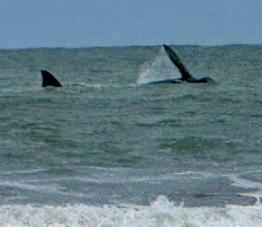 Un Encuentro Inesperado: Ballena Franca Austral Sorprende en las Playas de Cariló
