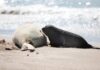Mar del Plata implementa multas para proteger a la fauna marina en sus playas
