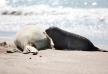 Mar del Plata implementa multas para proteger a la fauna marina en sus playas