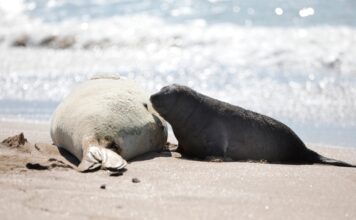 Mar del Plata implementa multas para proteger a la fauna marina en sus playas