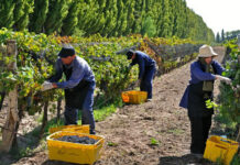 Acuerdo Salarial en la Industria del Vino: Aumentos Confirmados para Trabajadores