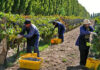 Acuerdo Salarial en la Industria del Vino: Aumentos Confirmados para Trabajadores