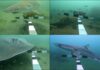 Un legado submarino: 48 años después, el arrecife artificial de Massachusetts florece con vida marina