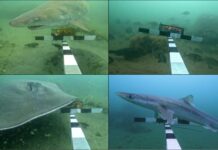 Un legado submarino: 48 años después, el arrecife artificial de Massachusetts florece con vida marina
