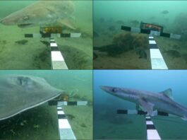 Un legado submarino: 48 años después, el arrecife artificial de Massachusetts florece con vida marina