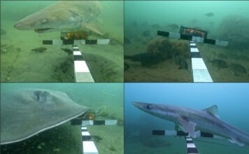 Un legado submarino: 48 años después, el arrecife artificial de Massachusetts florece con vida marina