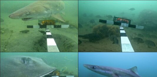 Un legado submarino: 48 años después, el arrecife artificial de Massachusetts florece con vida marina