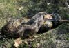 Florida utiliza drones para rastrear pitones invasoras tras liberar ejemplar de casi 5 metros