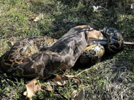 Florida utiliza drones para rastrear pitones invasoras tras liberar ejemplar de casi 5 metros