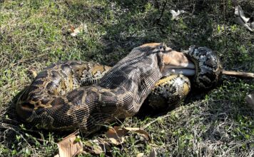 Florida utiliza drones para rastrear pitones invasoras tras liberar ejemplar de casi 5 metros