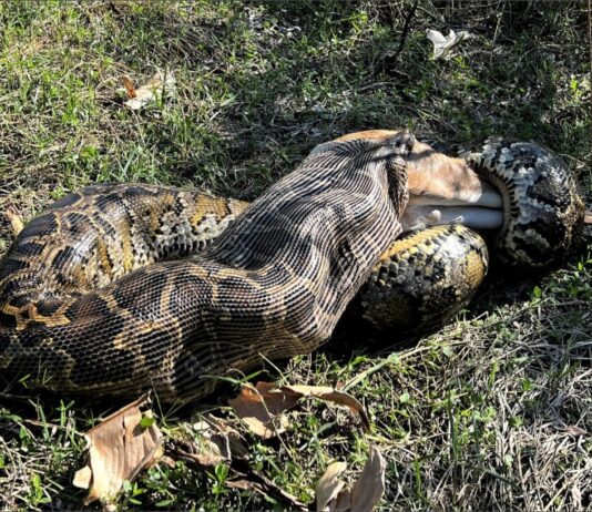 Florida utiliza drones para rastrear pitones invasoras tras liberar ejemplar de casi 5 metros