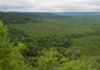 La Madera como Aliada en la Conservación de Bosques: Un Debate en Crecimiento