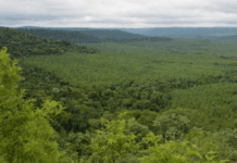 La Madera como Aliada en la Conservación de Bosques: Un Debate en Crecimiento