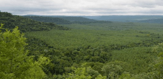 La Madera como Aliada en la Conservación de Bosques: Un Debate en Crecimiento