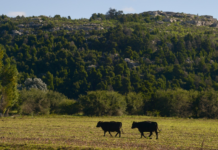 El Gobierno Amplía el Financiamiento para el Sector Ganadero con Créditos a Valor Producto