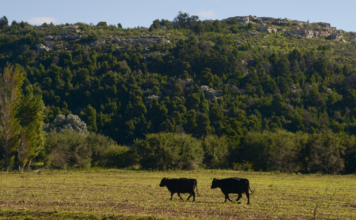 El Gobierno Amplía el Financiamiento para el Sector Ganadero con Créditos a Valor Producto