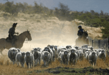 Argentina Rinde Homenaje a sus Trabajadores Rurales en su Día